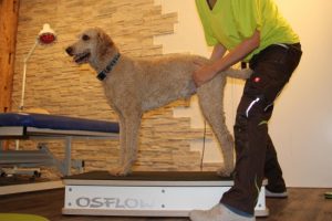 Hunde-Osflow - Hund mit Behandlerin